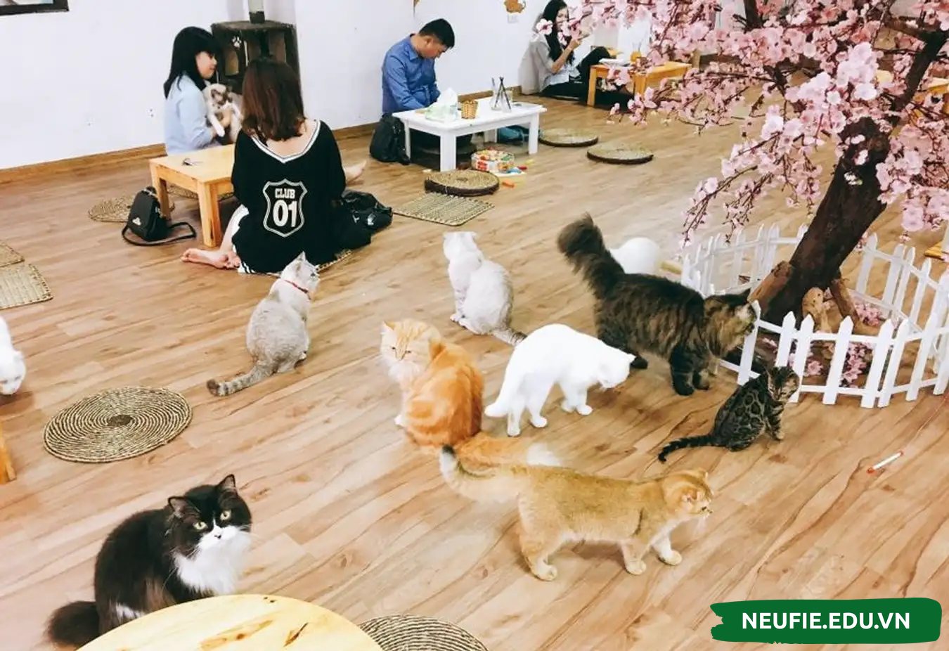 Bạn có thể mở cafe thú cưng, vừa tích hợp được việc nhân giống để kinh doanh thú cưng mà lại còn có thể bán đồ ăn, thức uống