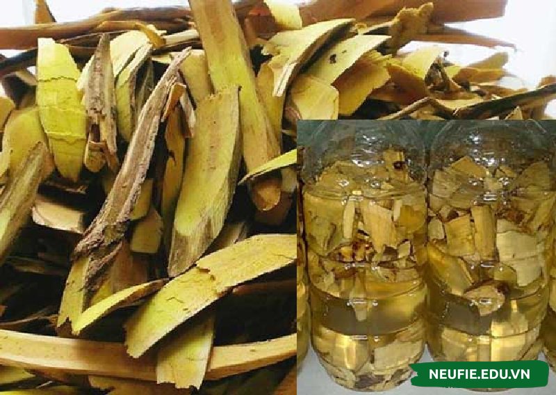 Rượu cây mật gấu được ví như mỹ phẩm của mọi nhà