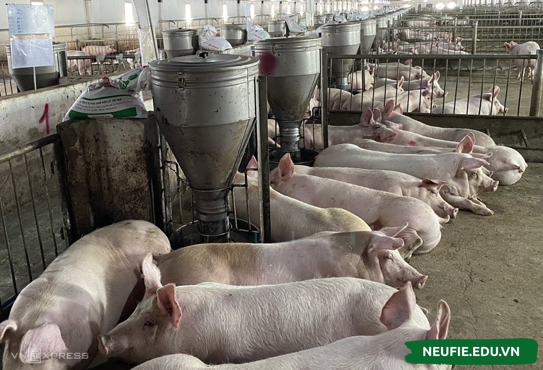 Chăn nuôi lợn là mô hình kinh doanh phổ biến ở nông thôn với số vốn 100 triệu