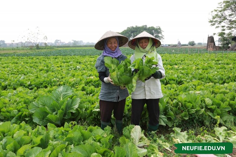 Nông sản sạch là thực phẩm đắt giá trong thời đại này