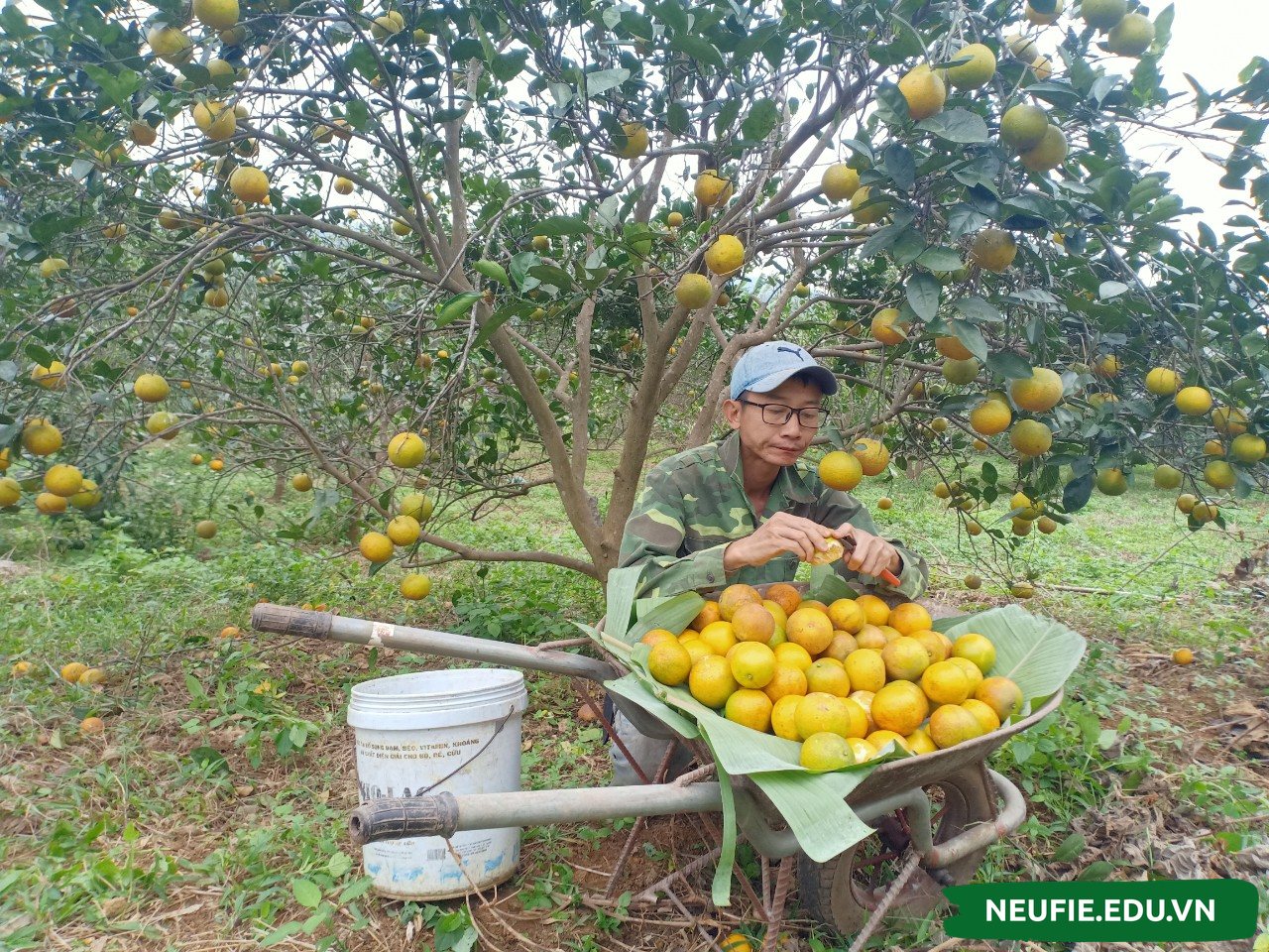 Bạn có thể tận dụng khoảng vườn rộng của gia đình để kinh doanh cây ăn quả