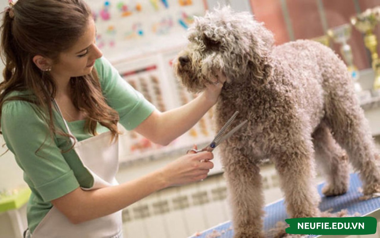          Dịch vụ chăm sóc thú cưng - tiềm năng phát triển mạnh trong tương lai