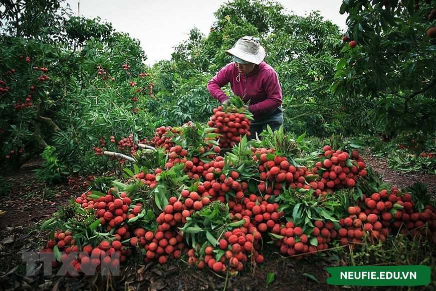 Bạn có thể bán đặc sản quê bạn, vừa tạo được thương hiệu vừa kiếm lời